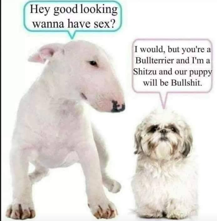 bullshit puppy - Hey good looking wanna have sex? I would, but you're a Bullterrier and I'm a Shitzu and our puppy will be Bullshit.