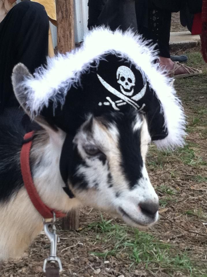 pirate goat