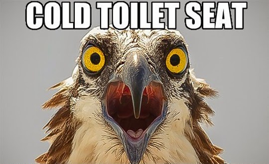 funny cold - Cold Toilet Seat O