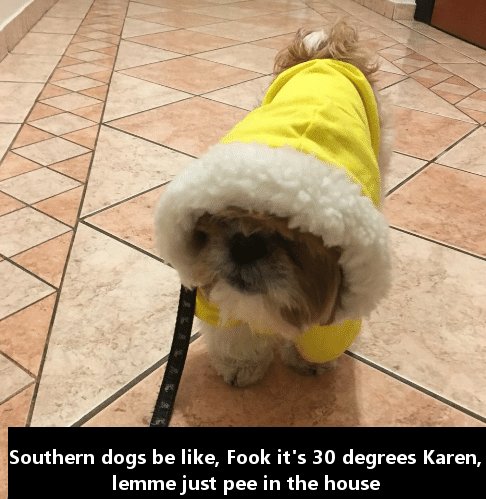 photo caption - Southern dogs be , Fook it's 30 degrees Karen, lemme just pee in the house