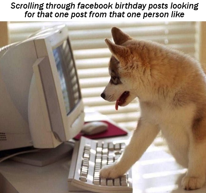dog checking email - Scrolling through facebook birthday posts looking for that one post from that one person
