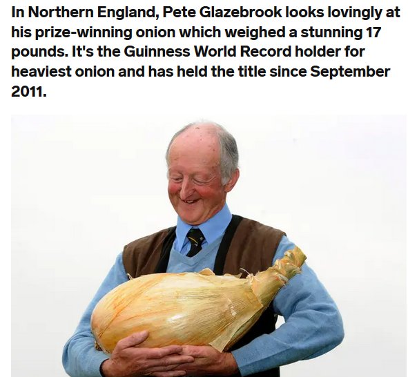 worlds heaviest onion - In Northern England, Pete Glazebrook looks lovingly at his prizewinning onion which weighed a stunning 17 pounds. It's the Guinness World Record holder for heaviest onion and has held the title since .