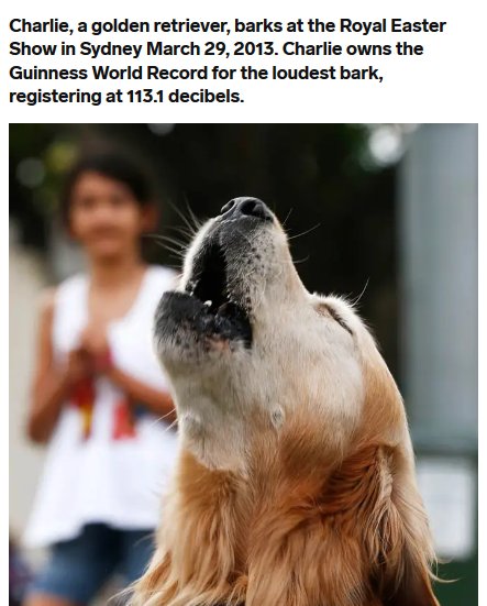 Guinness World Records - Charlie, a golden retriever, barks at the Royal Easter Show in Sydney . Charlie owns the Guinness World Record for the loudest bark, registering at 113.1 decibels.