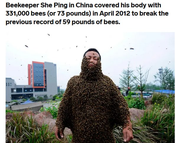 chinese bees - Beekeeper She Ping in China covered his body with 331,000 bees or 73 pounds in to break the previous record of 59 pounds of bees.