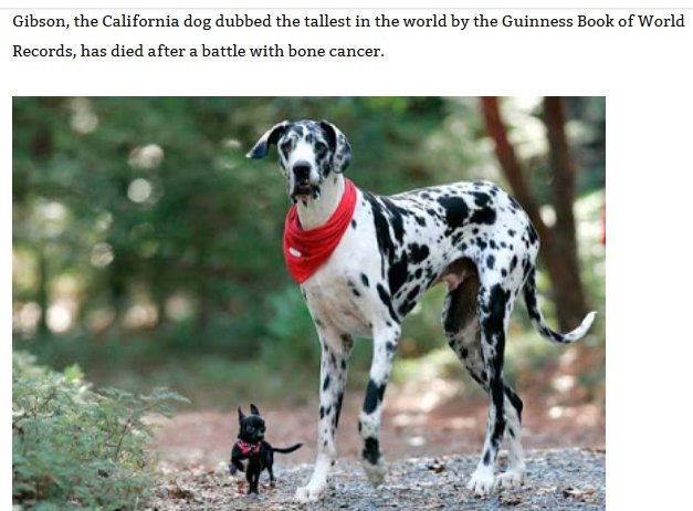 world's tallest dog - Gibson, the California dog dubbed the tallest in the world by the Guinness Book of World Records, has died after a battle with bone cancer.