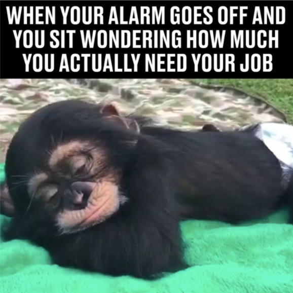 baby chimp - When Your Alarm Goes Off And You Sit Wondering How Much You Actually Need Your Job