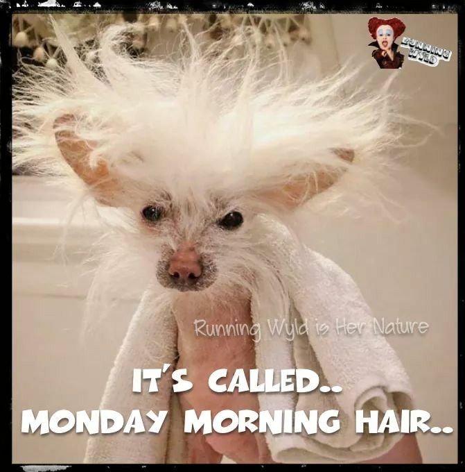 monday morning funny quotes - A . A Tama Naa Running Wyld is Her Nature It'S Called.. Monday Morning Hair..