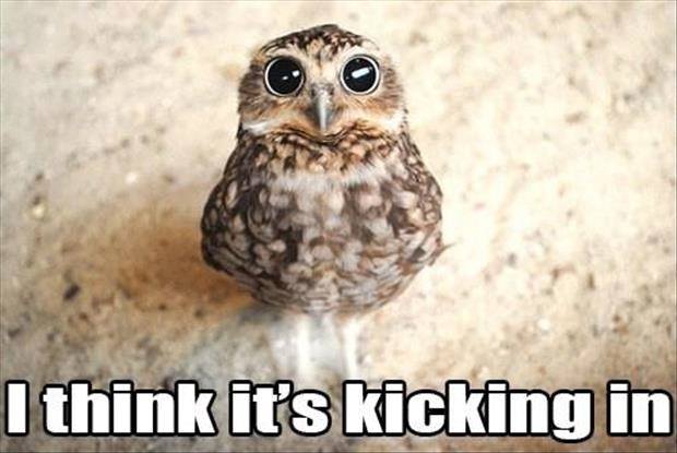 baby owl - I think it's kicking in