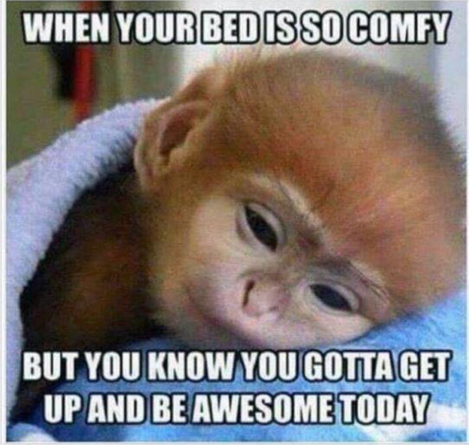 saturday morning memes - When Your Bed Is So Comfy But You Know You Gotta Get Up And Be Awesome Today
