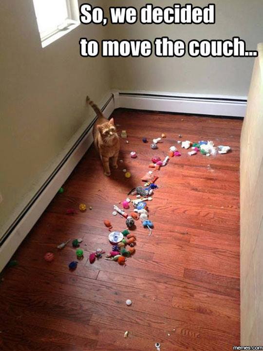 weird things cats do - So, we decided to move the couch... memes.com
