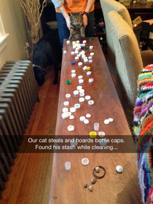 finding cat stash - Our cat steals and hoards bottle caps. Found his stash while cleaning...
