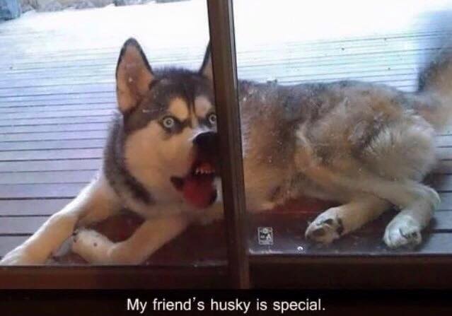 funny dogs - My friend's husky is special.