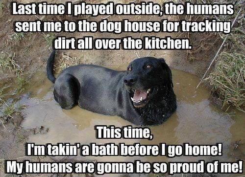 labrador meme - Nak Last time I played outside, the humans sent me to the dog house for tracking dirt all over the kitchen. This time, I'm takin' a bath before I go home! My humans are gonna be so proud of me!