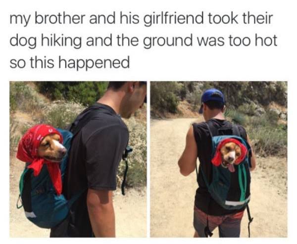 dank hiking meme - my brother and his girlfriend took their dog hiking and the ground was too hot so this happened