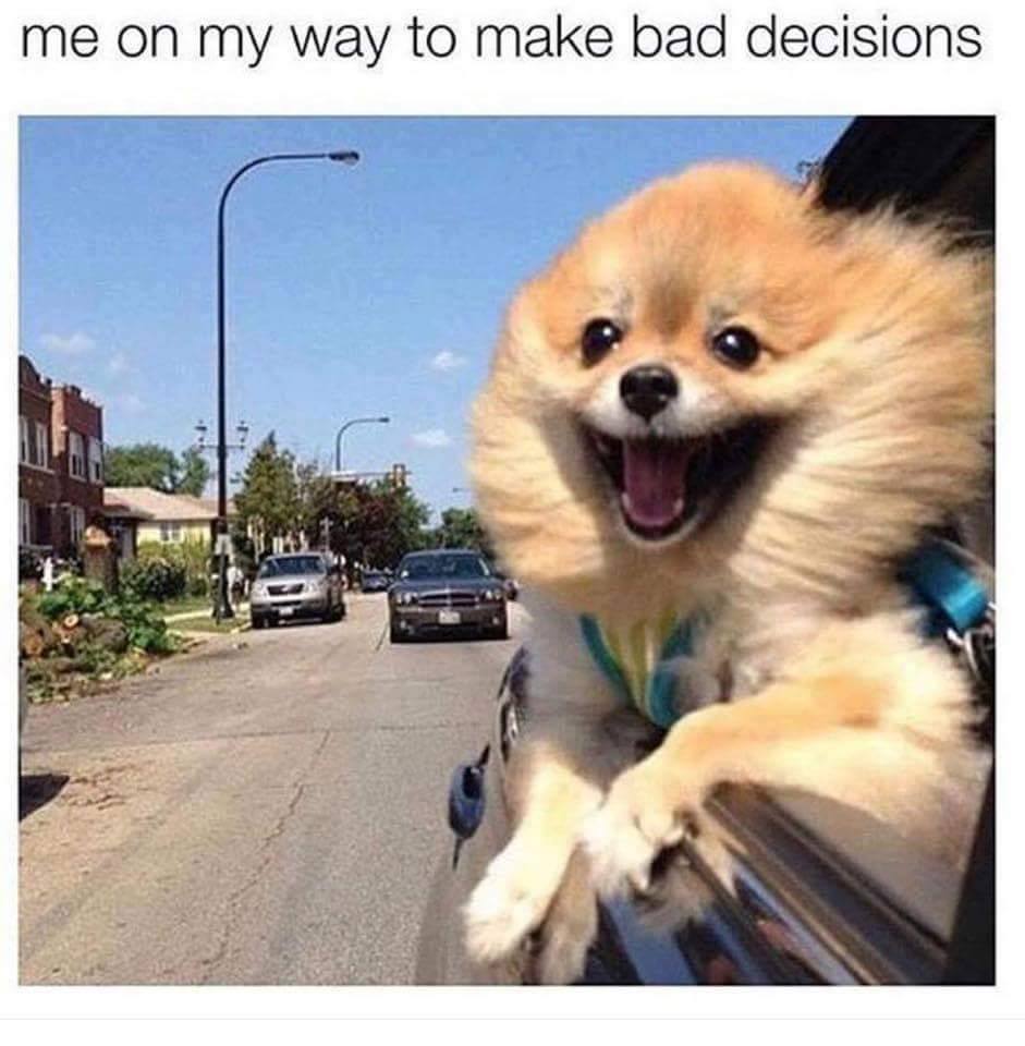 my way to make bad decisions dog - me on my way to make bad decisions