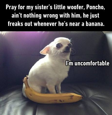 chihuahua with banana - Pray for my sister's little woofer, Poncho, ain't nothing wrong with him, he just freaks out whenever he's near a banana. I'm uncomfortable