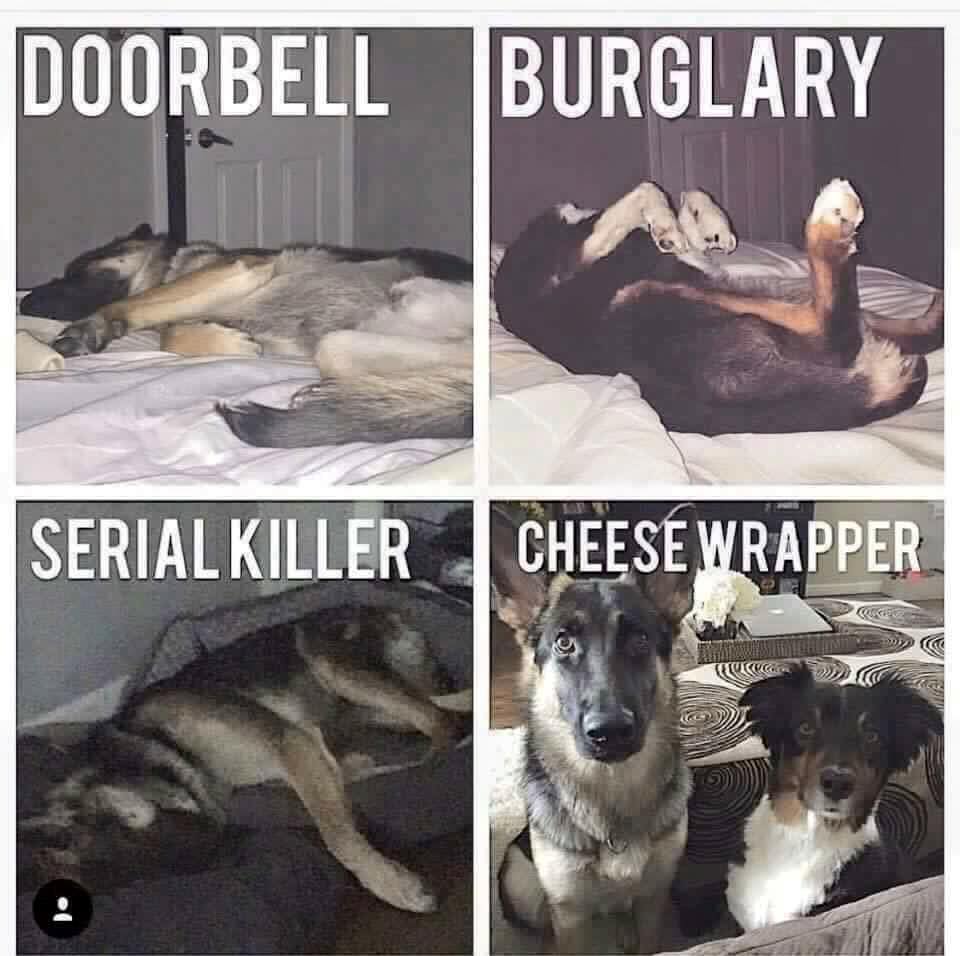 german shepherd memes - Doorbell Burglary Serial Killer Cheese Wrapper