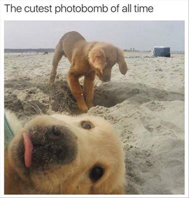 cute stress memes - The cutest photobomb of all time