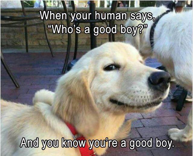 funny animal - When your human says, "Who's a good boy?" And you know you're a good boy.