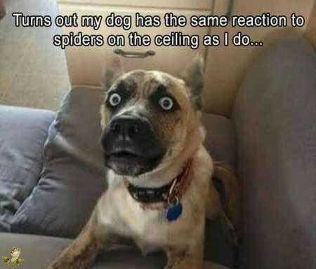 funny pics of the day - Turns out my dog has the same reaction to spiders on the ceiling as I do...