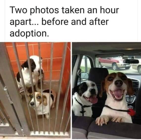 dogs before and after adoption - Two photos taken an hour apart... before and after adoption.