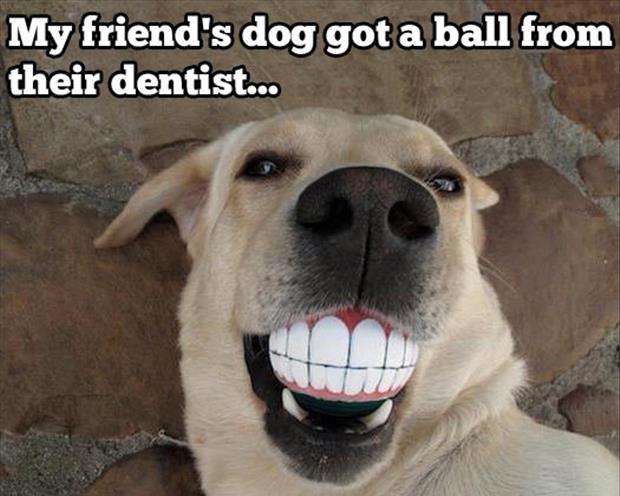 smiling dog funny - My friend's dog got a ball from their dentist...