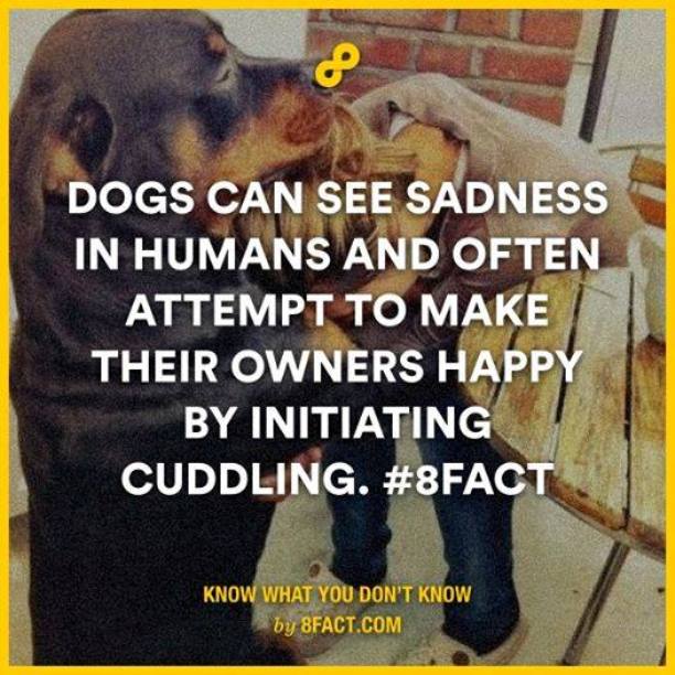 facts that can blow your mind - Dogs Can See Sadness In Humans And Often Attempt To Make Their Owners Happy By Initiating Cuddling. Know What You Don'T Know by 8FACT.Com