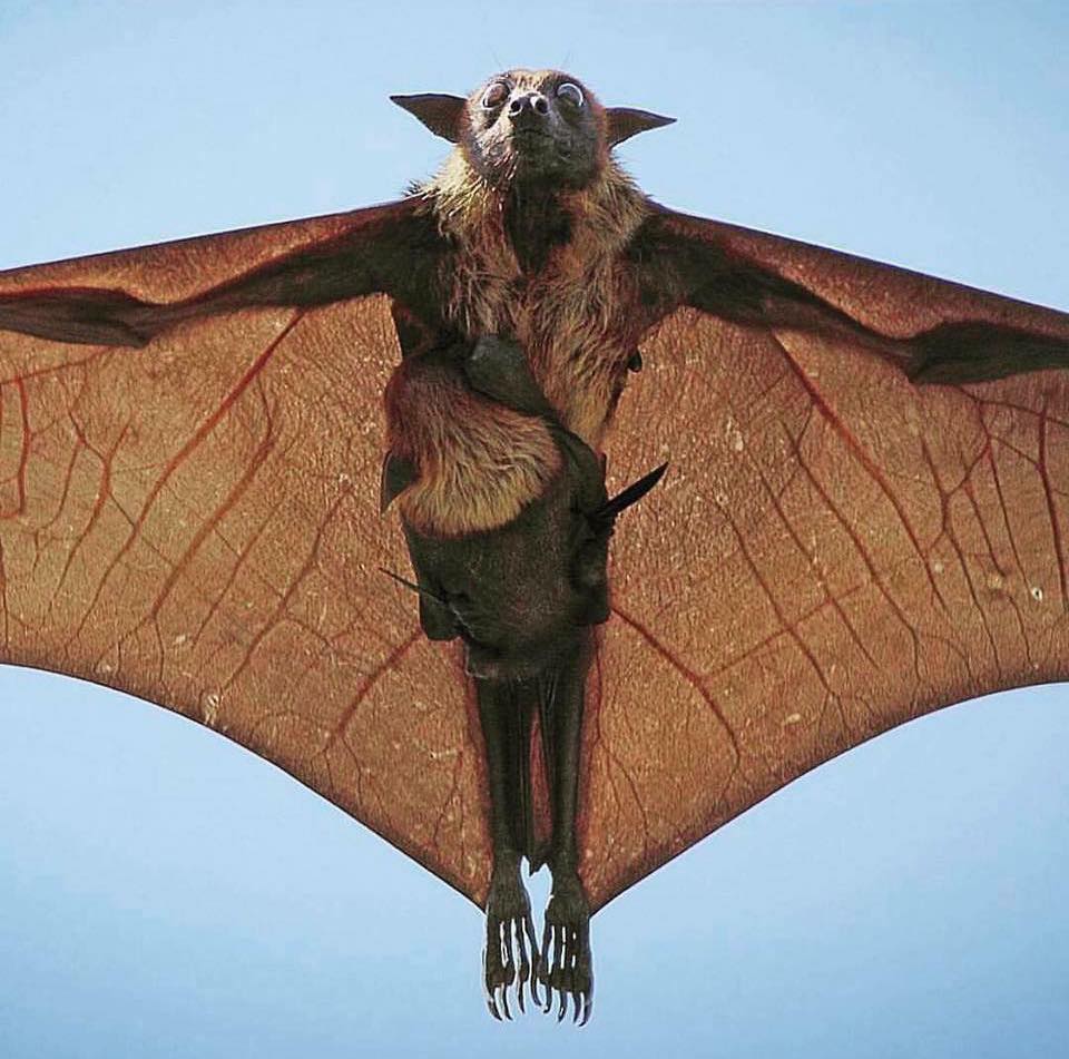 indian flying fox