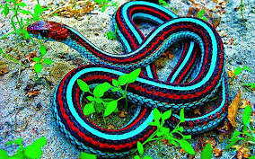 colorful snakes