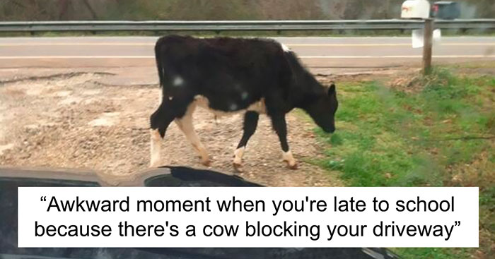 live in a small town memes - Awkward moment when you're late to school because there's a cow blocking your driveway