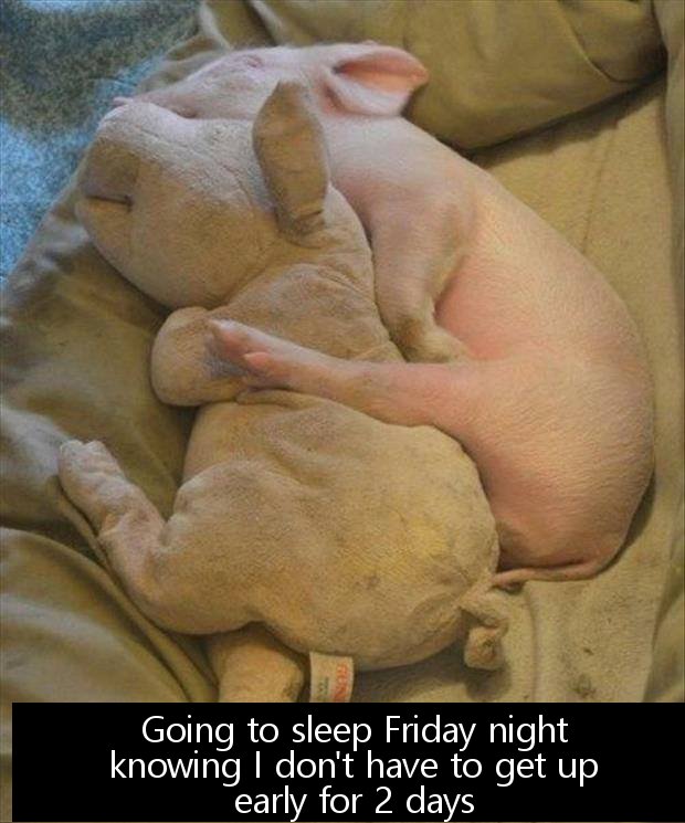 cute piglet sleeping - Going to sleep Friday night knowing I don't have to get up early for 2 days