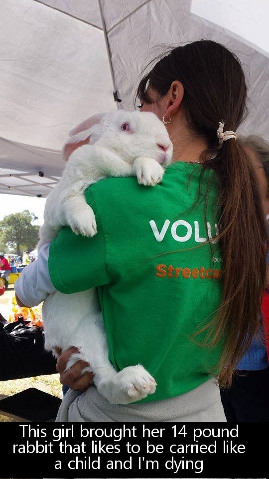 pet - Volu Strece This girl brought her 14 pound rabbit that to be carried a child and I'm dying