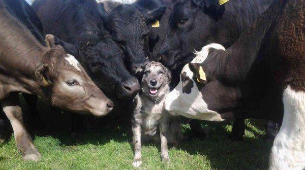 cows love dogs