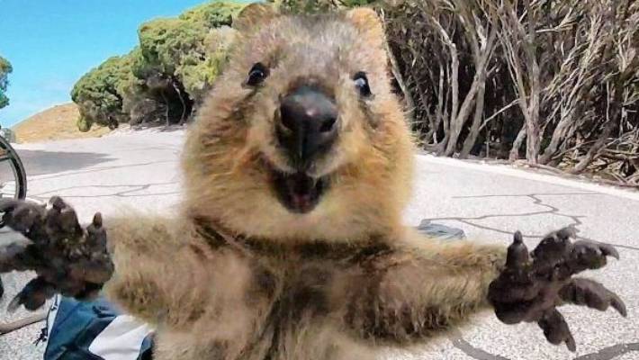 australian selfie animal