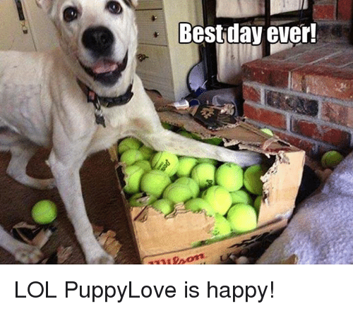 dog - Best day ever! Lol PuppyLove is happy!