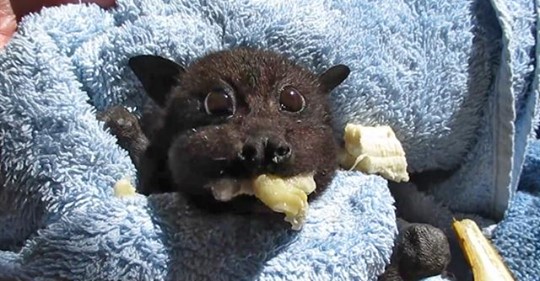 bat eating banana