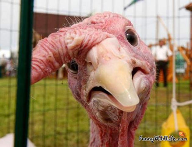 funny turkey - FunnyWildLife.com