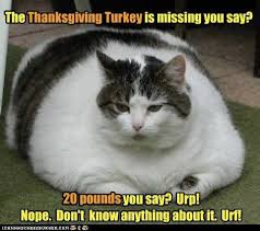 obese fat cat - The Thanksgiving Turkey is missing you say? 20 pounds you say? Urp! Nope. Don't know anything about it. Urf!
