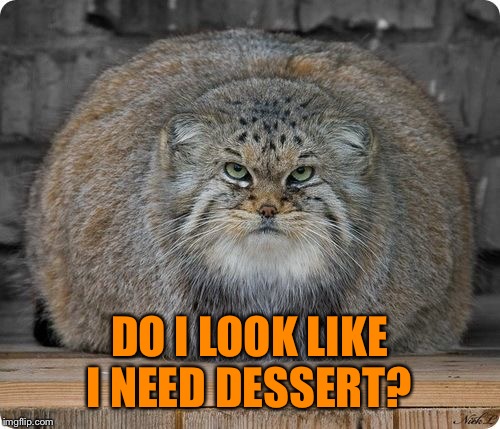 manul cat - Do I Look Ineed Dessert imgflip.com