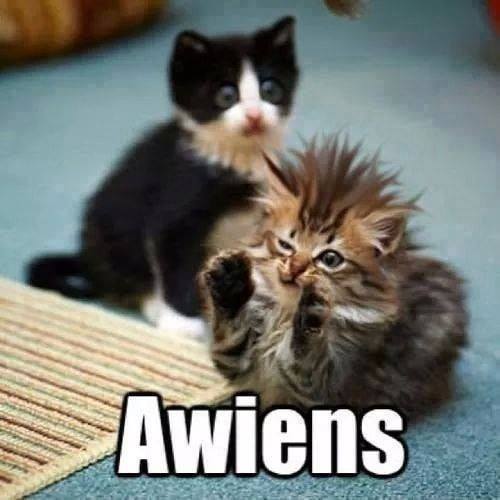 cat aliens meme