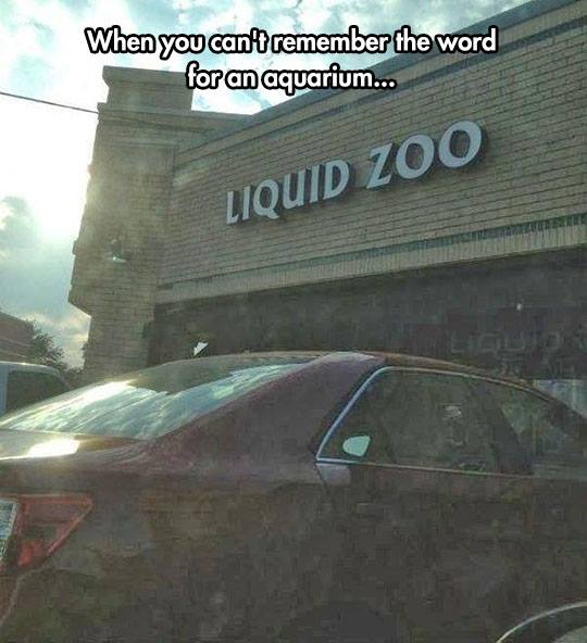windshield - When you can't remember the word for an aquarium... Liquid Zoo