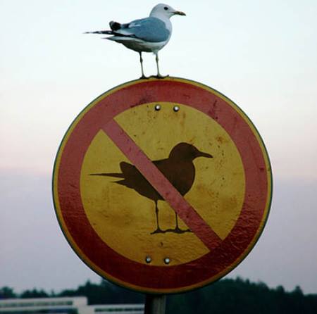 birds forbidden