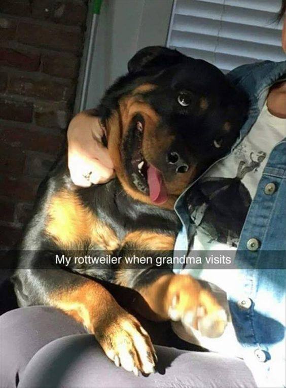 rottweiler funny face - My rottweiler when grandma visits