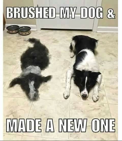 funny border collie - BrushedMyDog & Made A New One