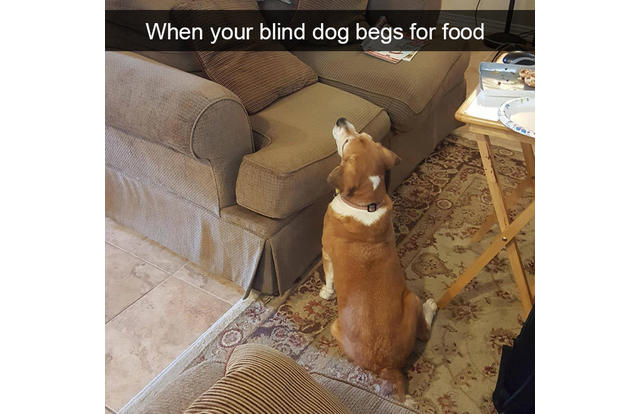 blind dog begging for food - When your blind dog begs for food