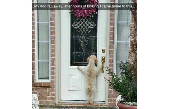 dog ran away meme - My dog ran away, after hours of looking I came home to this... M