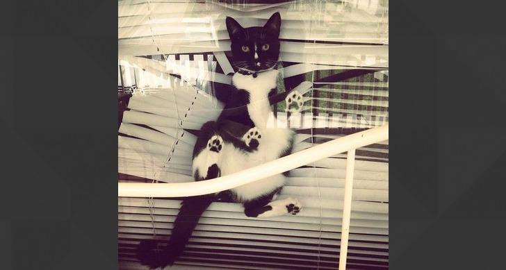 cat in blinds