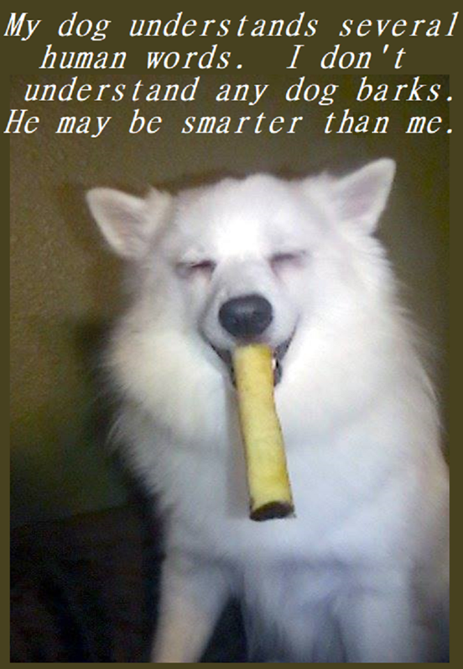 photo caption - My dog understands several human words. I don't understand any dog barks. He may be smarter than me.