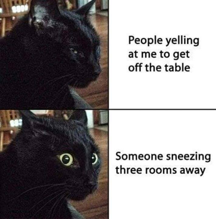 cat meme get off the table - People yelling at me to get off the table Someone sneezing three rooms away