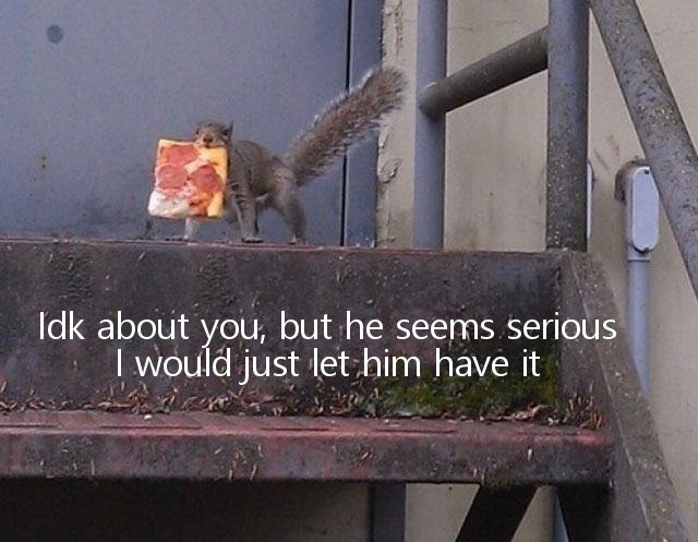 Squirrel - Idk about you, but he seems serious I would just let him have it